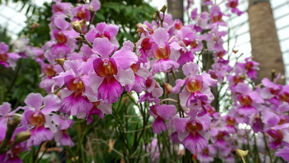 Vanda 'Miss Joaqim'. Photo courtesy: gardensbythebay.com.sg