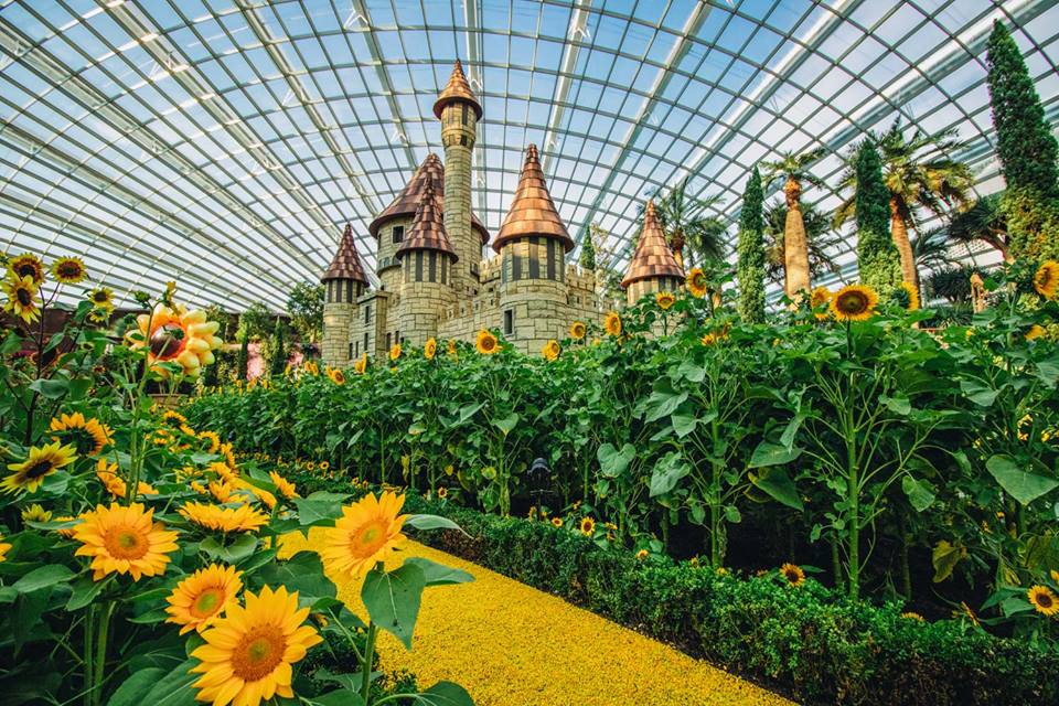 Floral show ‘Sunflower Surprise’ is showcasing more than 10,000 sunflowers at the picturesque Gardens by the Bay. Photo courtesy: Facebook page of Gardens by the Bay 