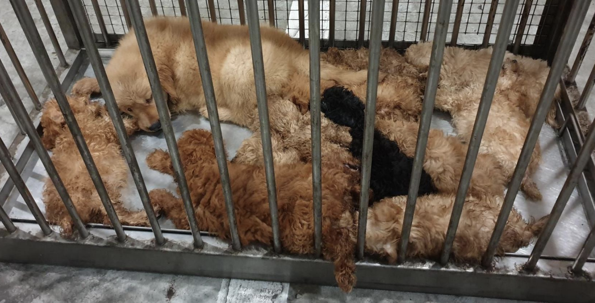 A total of 12 puppies were retrieved from the car. Photo courtesy: ICA