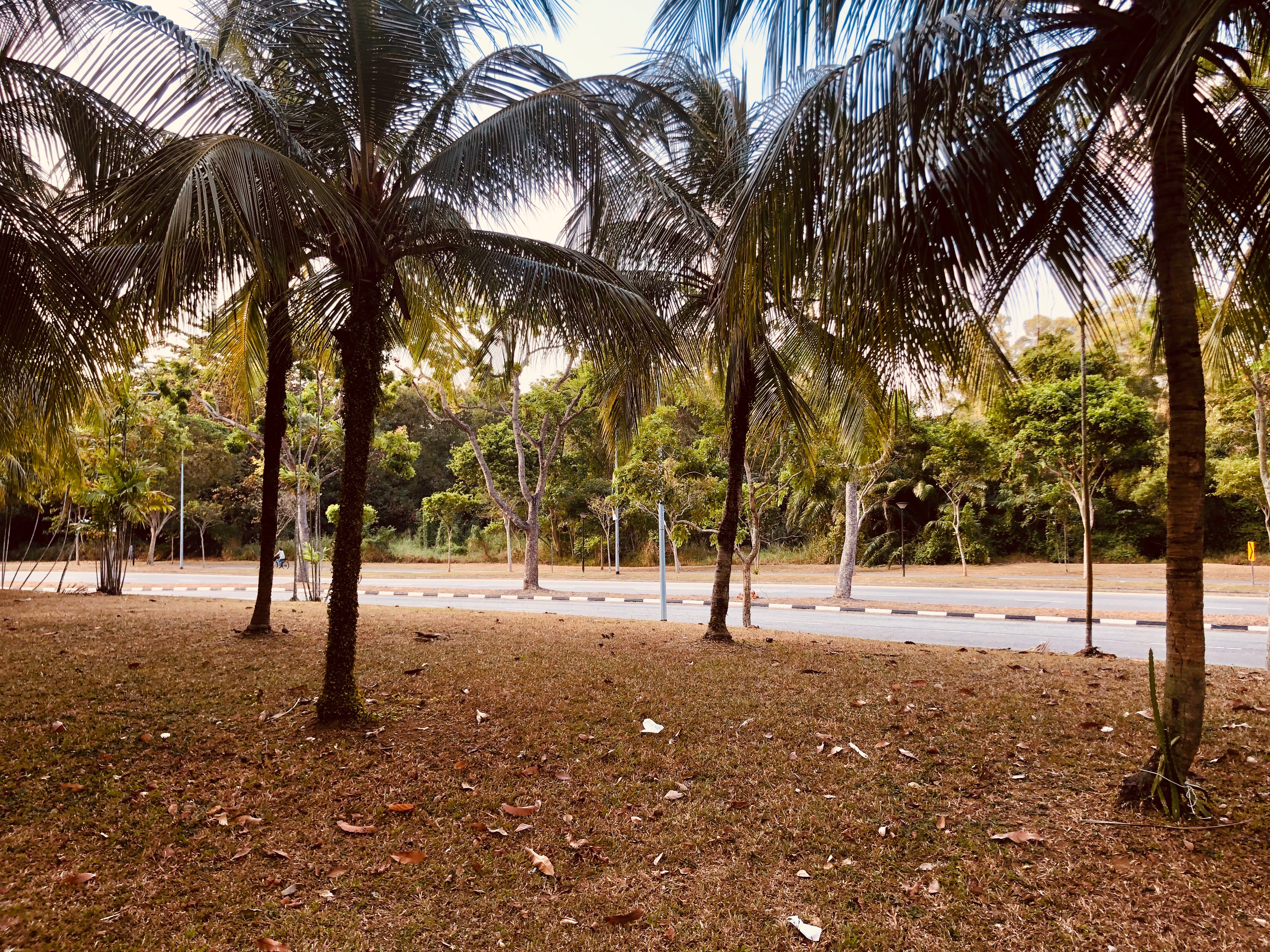 Singapore is experiencing a prolonged dry spell due to the Indian Ocean Dipole phenomenon. Photo courtesy: Connected to India