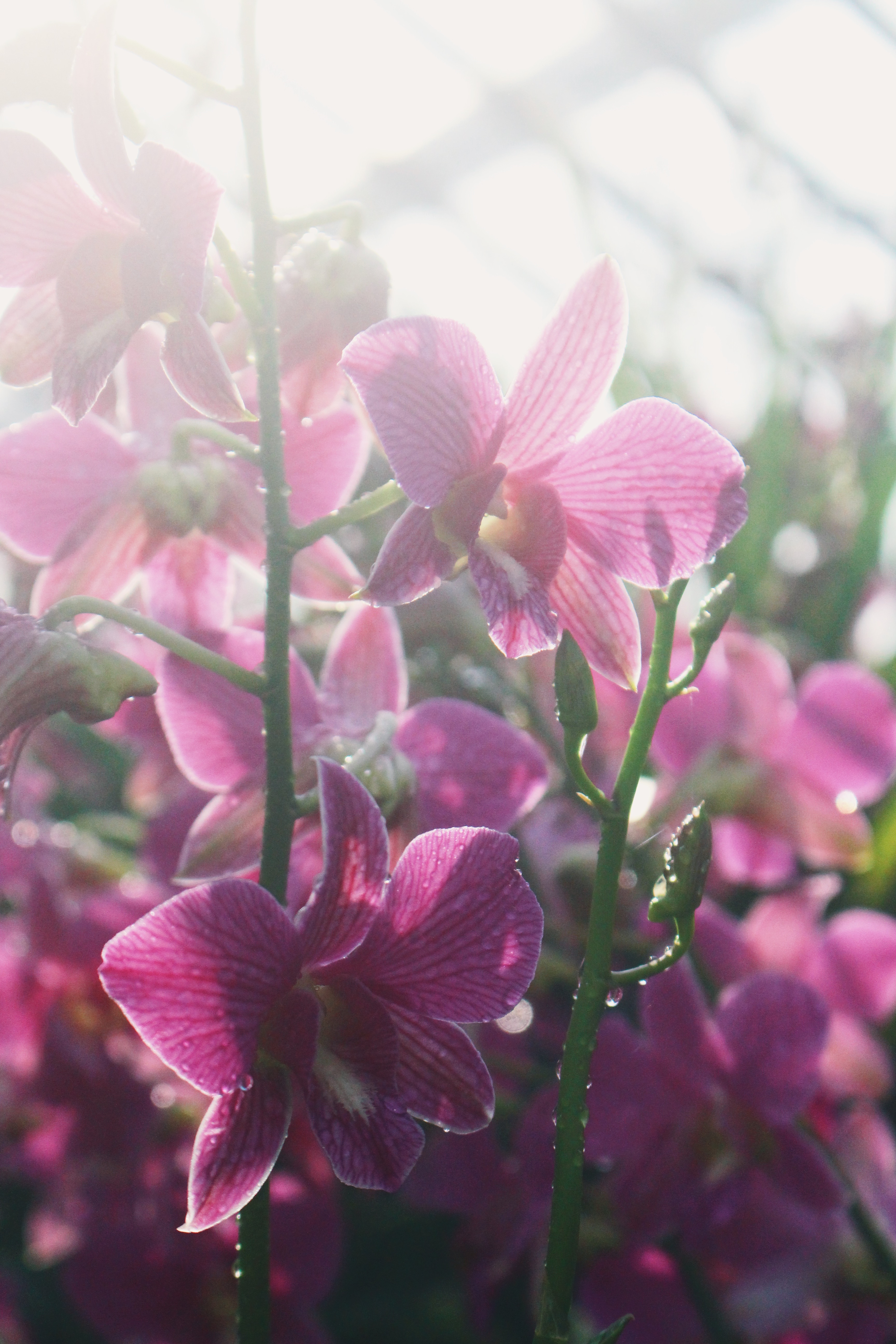 Morning dew. Photo: Connected to India