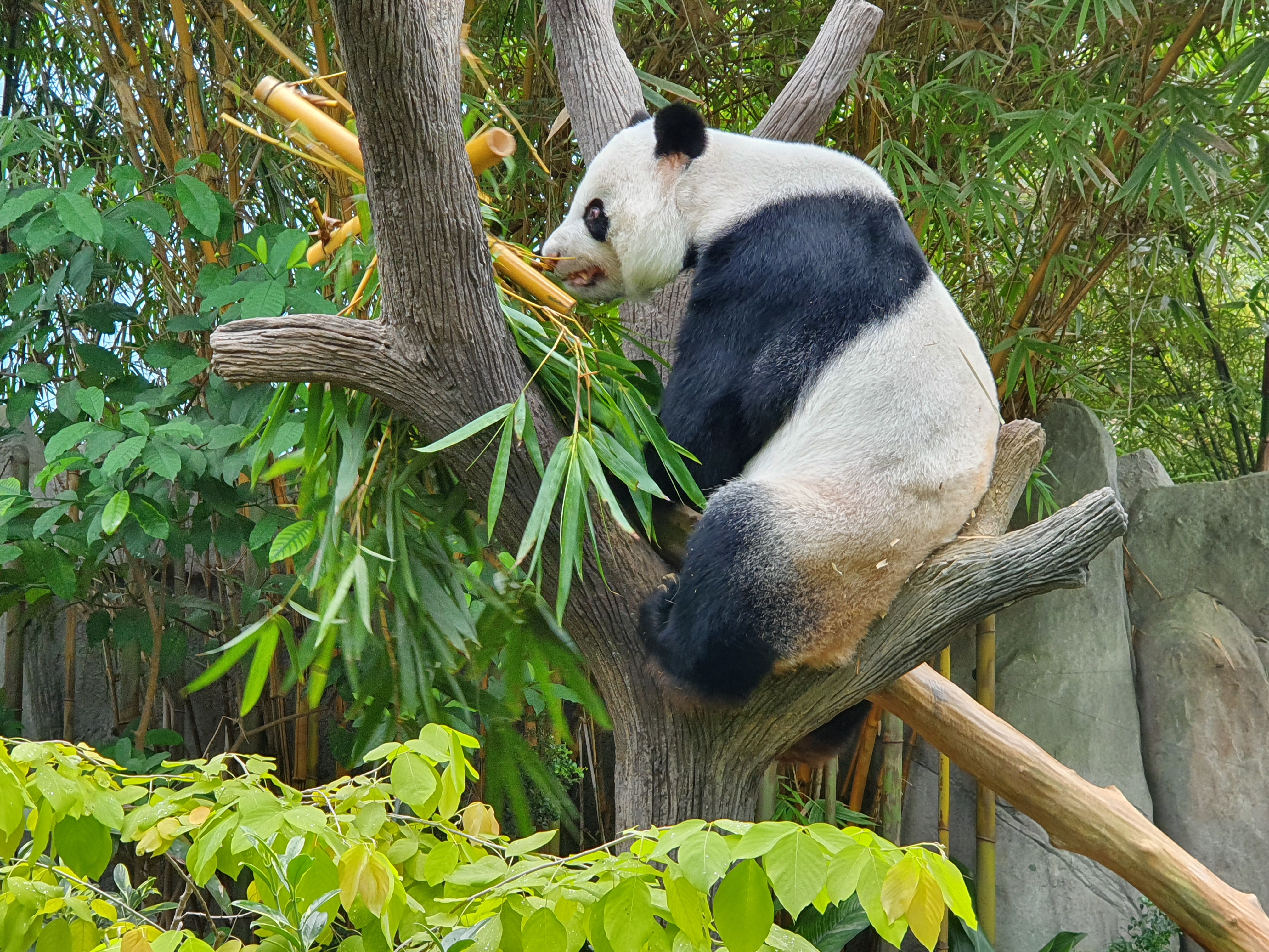 Panda Kai Kai. Image credit to Wildlife Reserves Singapore
