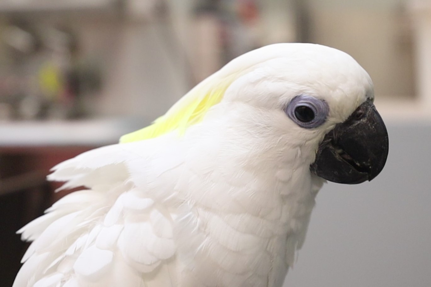 Blue-eyed Cockatoo