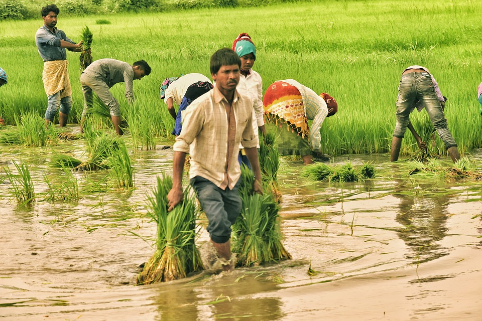 In 2022, India accounted for about 40 per cent of Singapore's imported rice, said the agency.