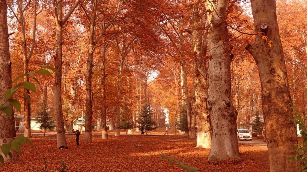 Mesmerising Autumn Season Attracts Tourists In Kashmir Connected To 